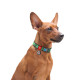 Нашийник для собак нейлоновий WAUDOG Nylon з QR паспортом, малюнок "Етно зелений", пластиковий фастекс, Ш 20 мм, Дов 28-40 см