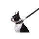 Поводок "Dog Extreme" из нейлона двойной (ширина 20мм, длина 122см), черный
